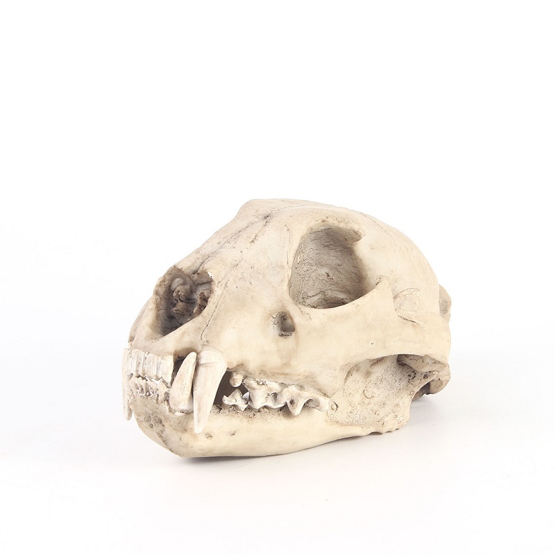 Leopard Skull Model Resin Craf - Art And Craft Zoo Animals บทวิจารณ์และราคา
