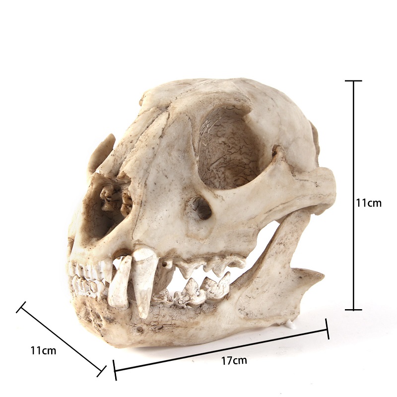 Leopard Skull Model Resin Craf - Art And Craft Zoo Animals บทวิจารณ์และราคา