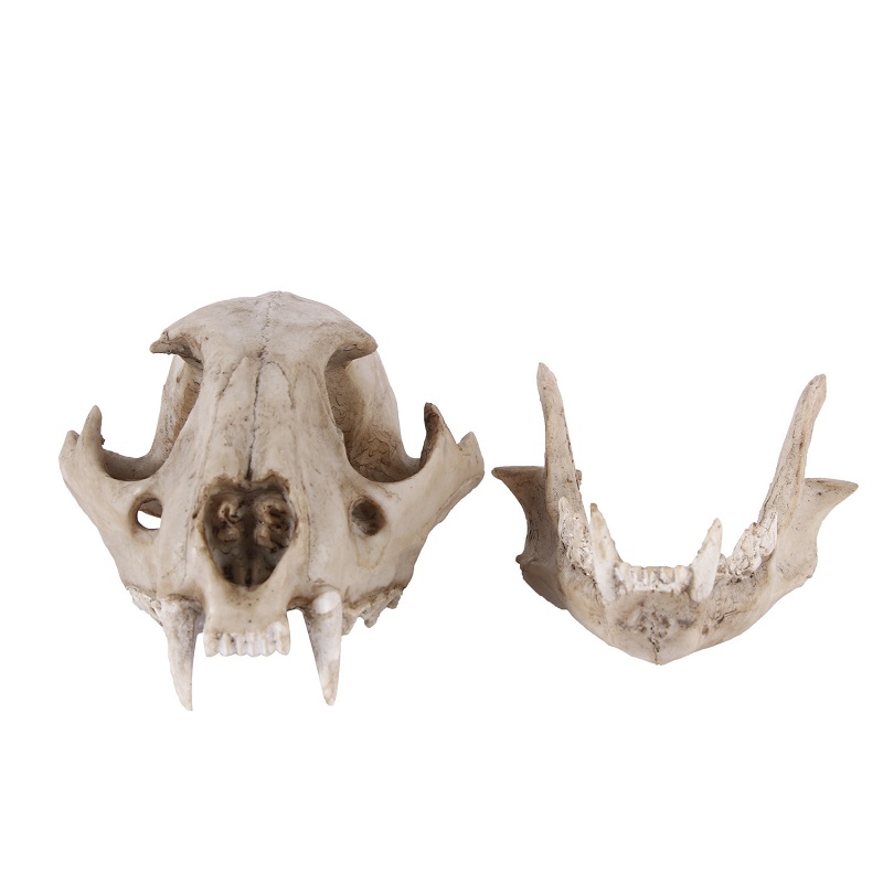 Leopard Skull Model Resin Craf - Art And Craft Zoo Animals บทวิจารณ์และราคา