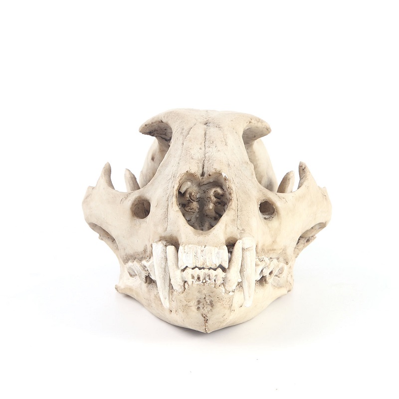 Leopard Skull Model Resin Craf - Art And Craft Zoo Animals บทวิจารณ์และราคา